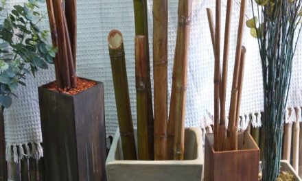Bambu en maceta. Top 3 del experto