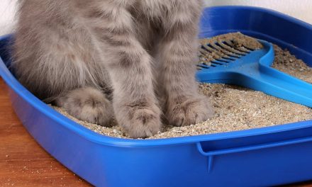 Bandeja arena gatos: guía para elegir