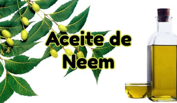 Guía de experto sobre aceites de neem