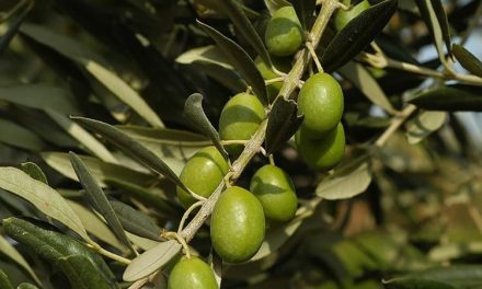 La mejor selección de planta de olivo