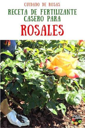 Nuestro top 3 de fungicida para rosales