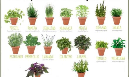 Plantas aromaticas. Guía para elegir